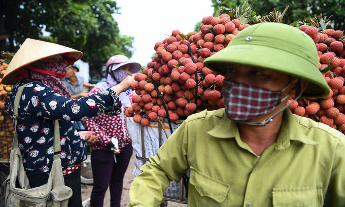 A woman samples harvested lychees loaded on to the back of a motorbike in Luc Ngan District, northern Bac Giang Province. Photo by VnExpress