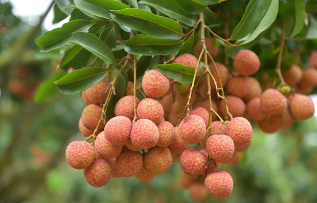 Bac Giang province's lychee sold online amid Covid-19