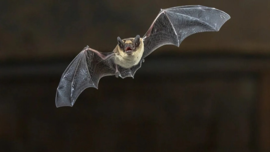 Chinese researchers find batch of new coronaviruses in bats