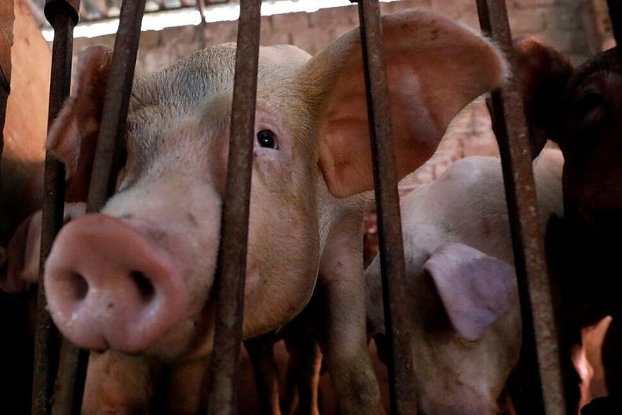 Pigs are seen at a farm outside Hanoi, Vietnam June 28, 2019. Picture taken June 28, 2019. REUTERS/