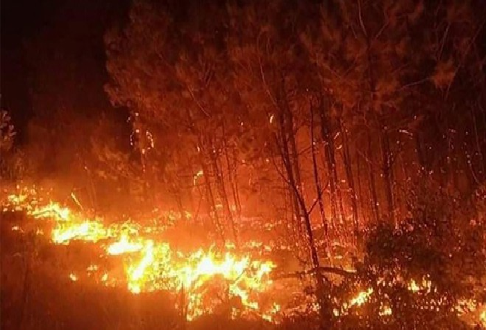 4546 fire forest