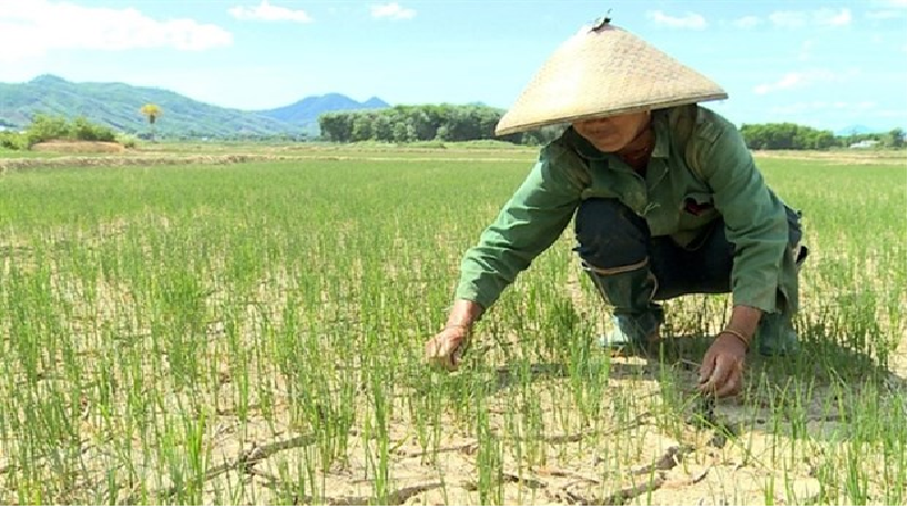 5325 rice field
