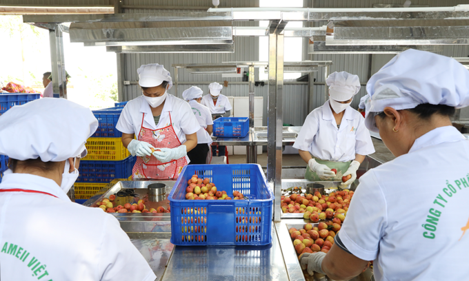 Workers prepare lychees for exports in the northern province of Bac Giang. Photo by VnExpress