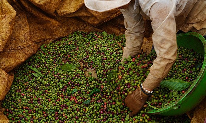 A farmer harvests coffee beans in the central highlands province of Gia Lai on December 12, 2020. Photo by VnExpress/Duc Hoa