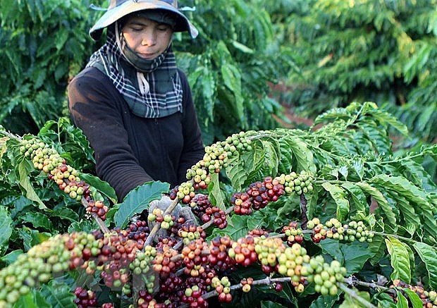 Bloomberg: Global Coffee Supply Dealt Fresh Blow by Vietnam’s Virus Curbs