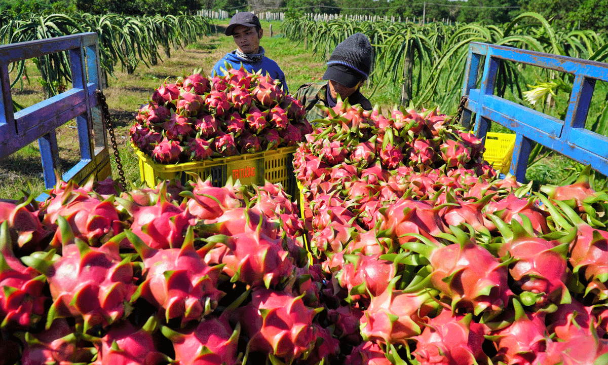 0054 dragon fruit