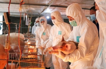 Pork price was asked to be reduced by Vietnamese Ministry