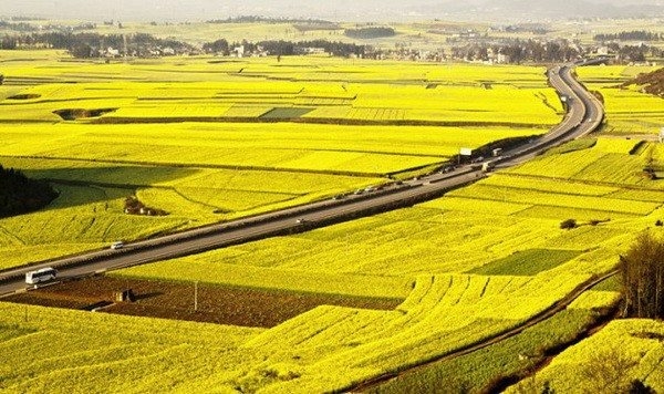 mekong delta in the process of agriculture transformation