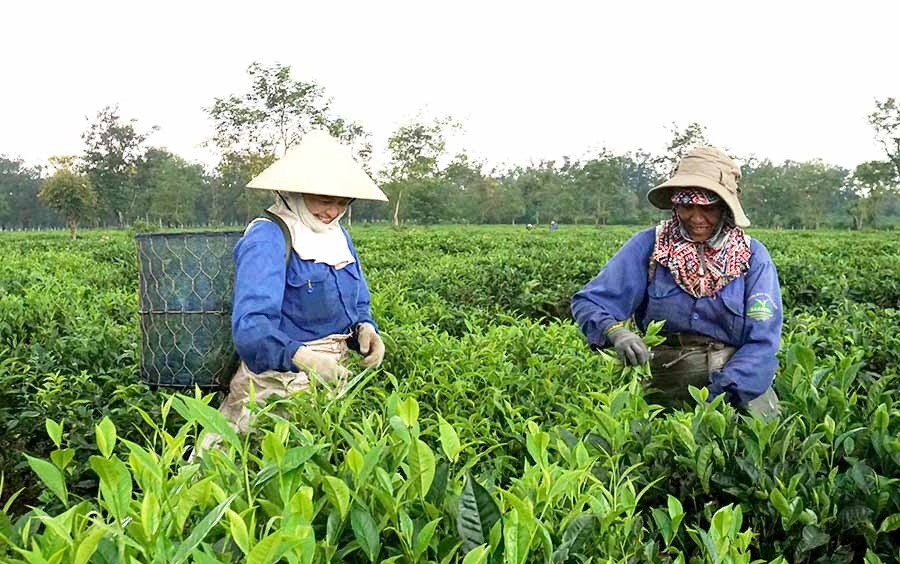 3512 ministry of agriculture export target