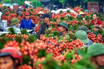Vietnamese lychee to conquer Japanese taste