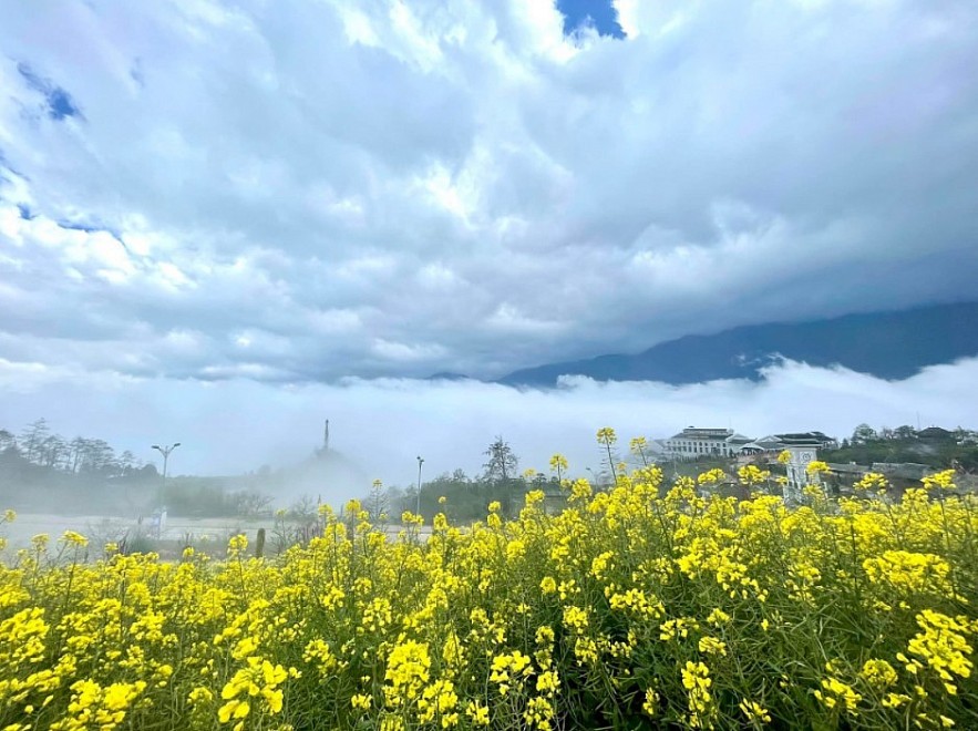 Blooming Yellow Canola Flowers In Sapa Enthral Visitors. Photo: petrotimes.vn.