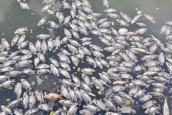Tons of fish die en masse in HCMC canal and lakes after unseasonal rain