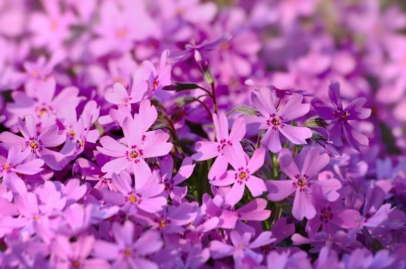 April "Pink Moon": All Things You Need To Know