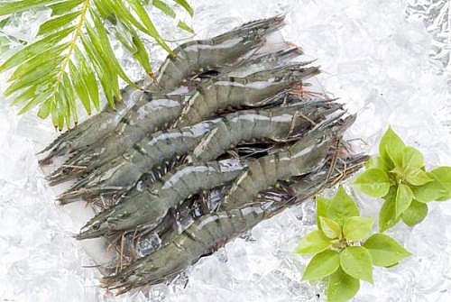 vietnam shrimp exports head to increase in may amid covid 19 pandemic