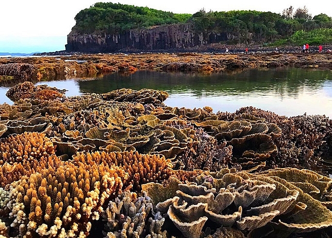 absorbing beautiful masterpieces of coral reefs in ganh yen quang ngai province