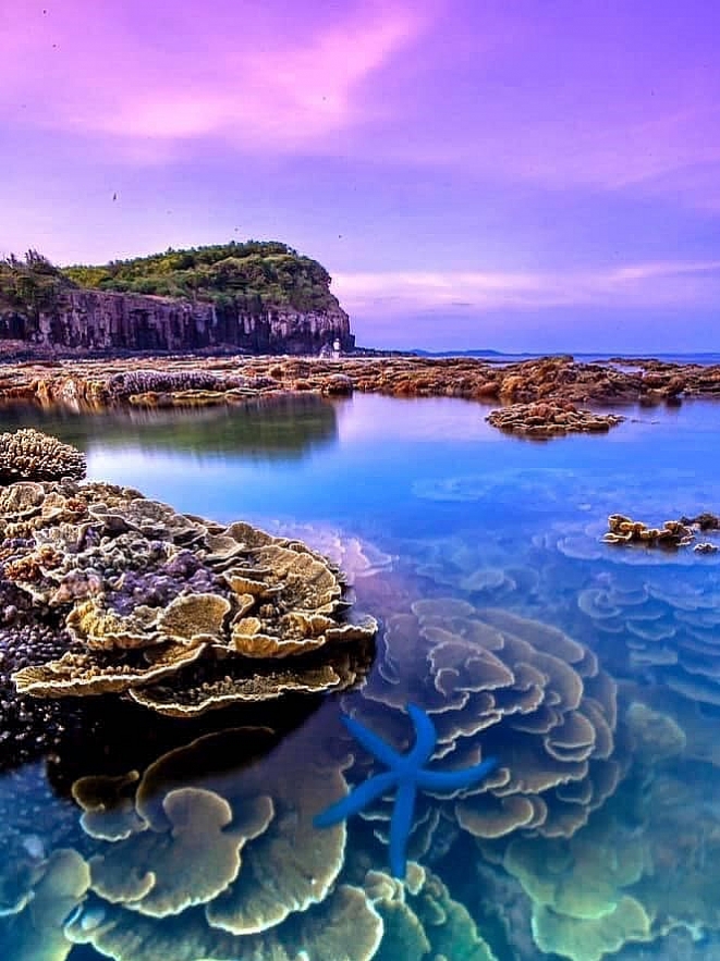 absorbing beautiful masterpieces of coral reefs in ganh yen quang ngai province