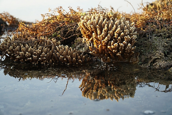 absorbing beautiful masterpieces of coral reefs in ganh yen quang ngai province