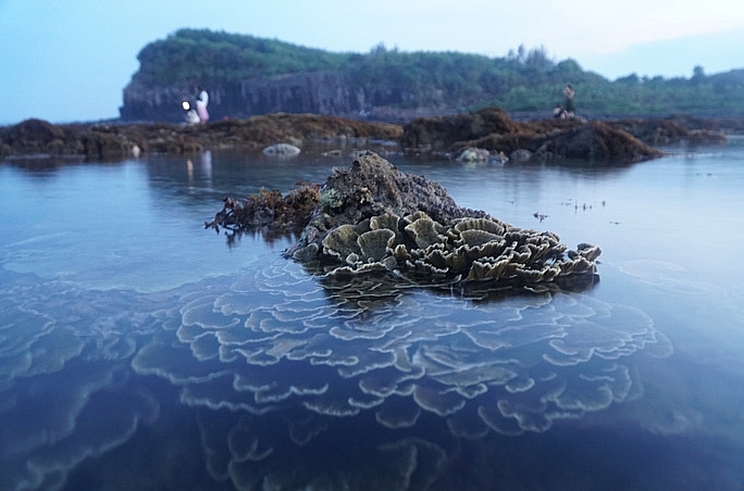 absorbing beautiful masterpieces of coral reefs in ganh yen quang ngai province