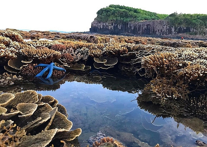 absorbing beautiful masterpieces of coral reefs in ganh yen quang ngai province