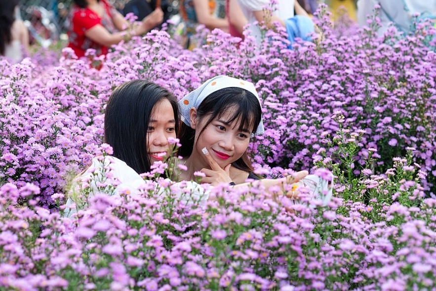 Crowd happily photographing Da Nang's first aster amellus garden