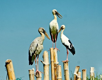 Photo: The Beauty of Dam River in Quang Nam