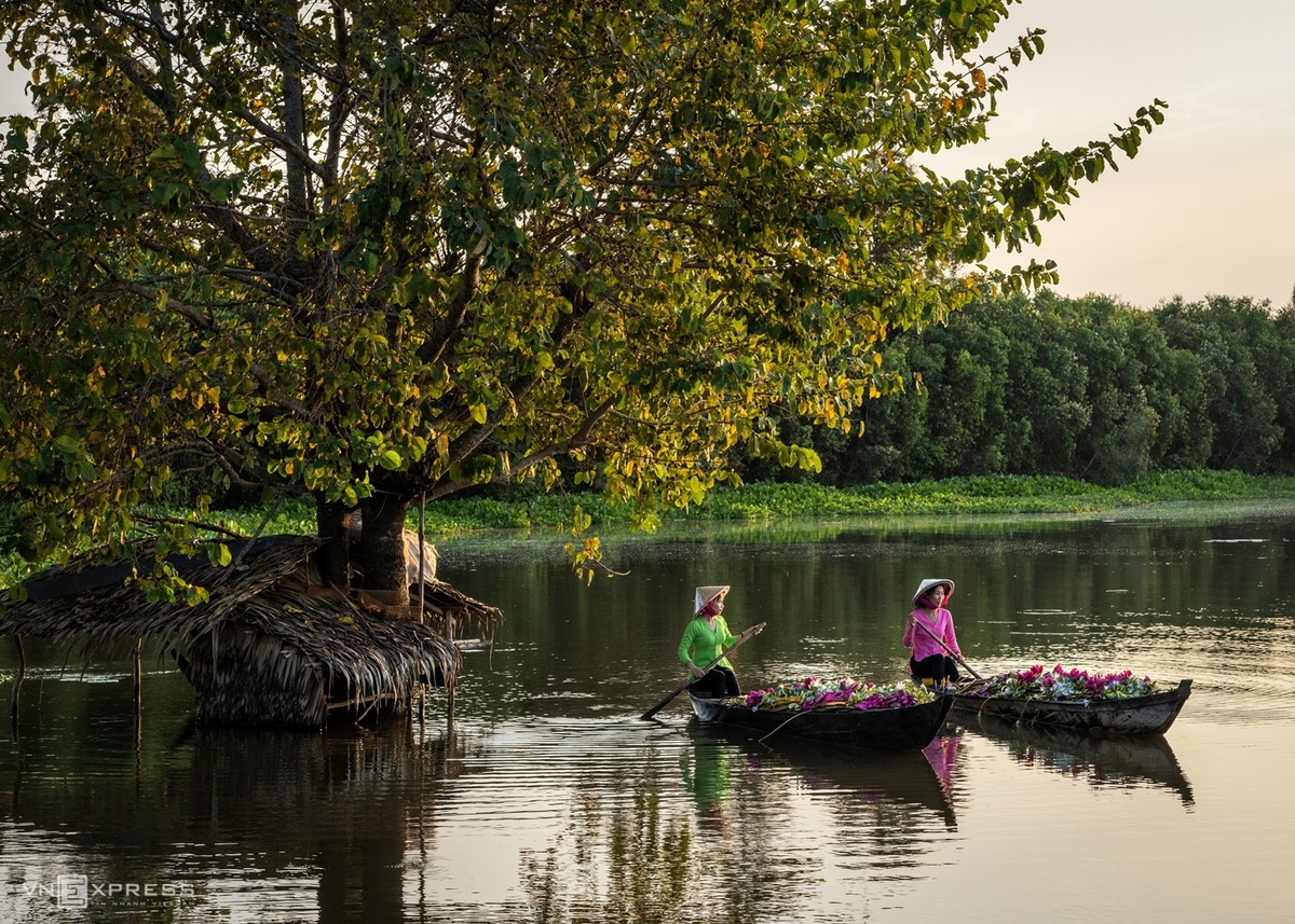 water lilies in vietnams southwest pose a tranquil painting of nature