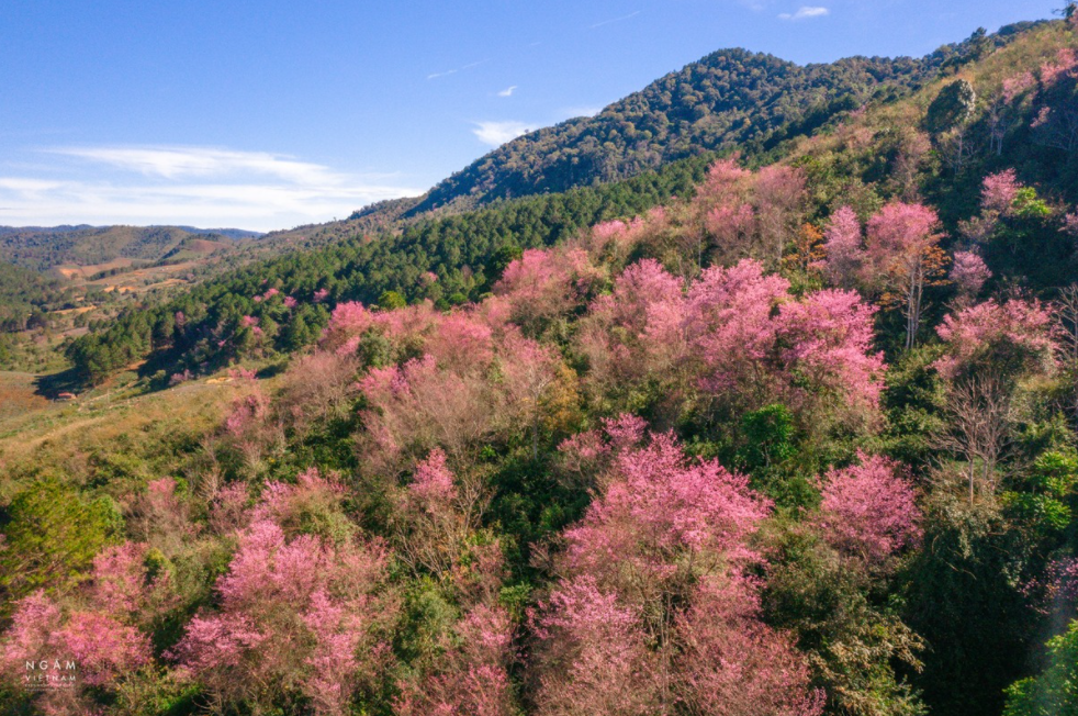 5 stunning routes to admire da lat's cherry blosoom