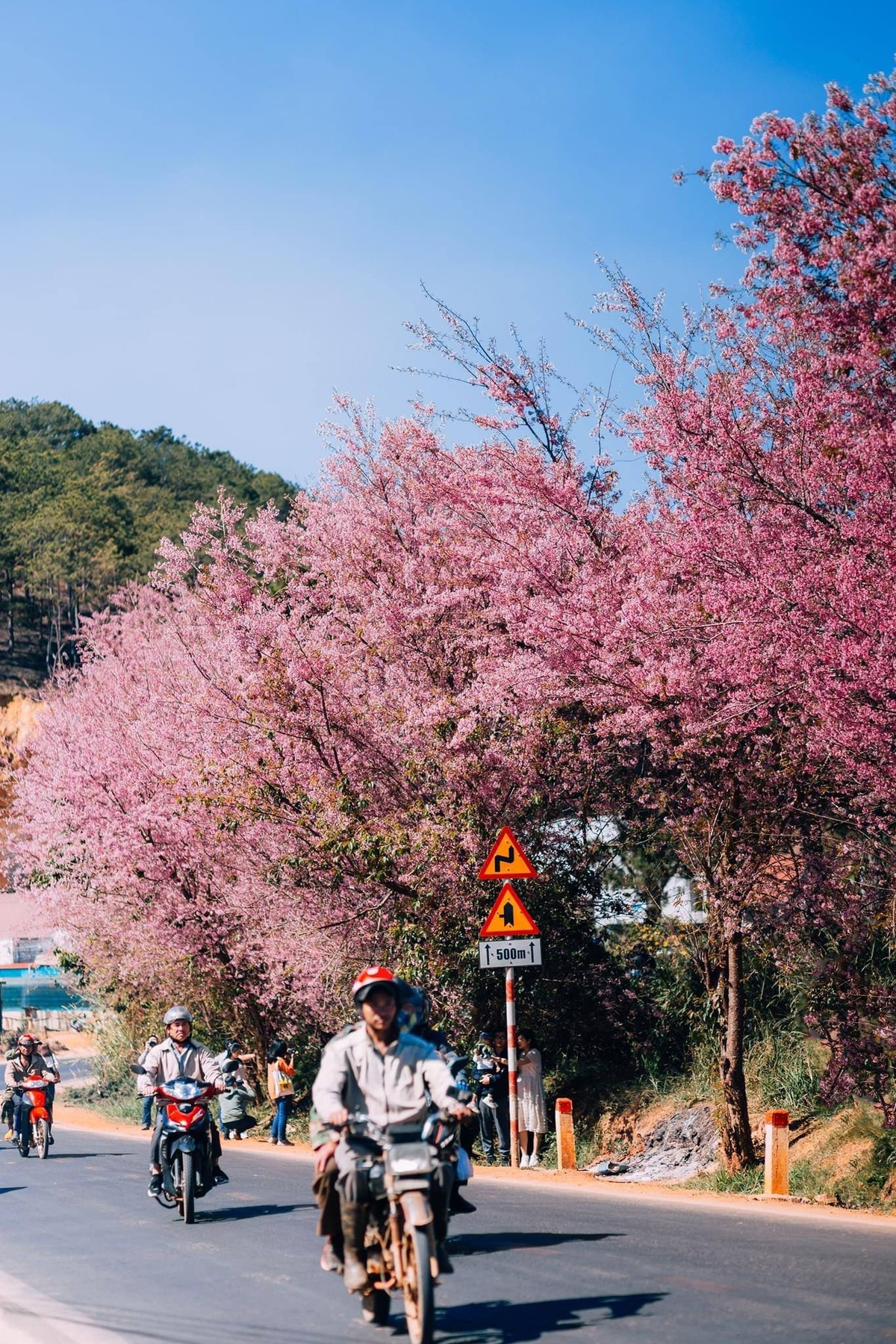 top ideal places to admire tet flowers in da lat