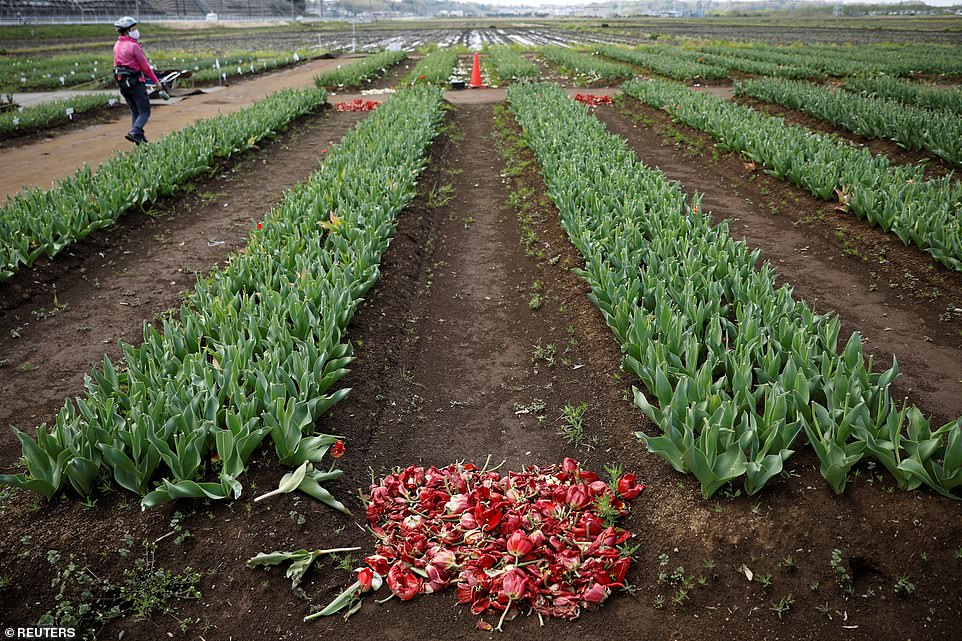 Japan Covid-19 pandemic looks painfuf even thousands of flowers cut off for gather discouraging