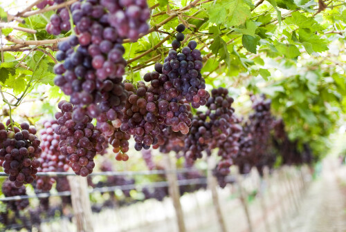 promperus peru trade office supports expansion of peruvian agri food export to thailand
