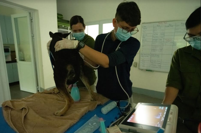 global organization supports vietnams local communities with animal population management programmes