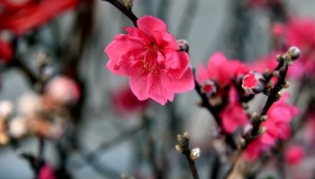 Vietnam News Today (Jan. 21): Strong Cold Spell to Hit Northern Region During Tet Holiday