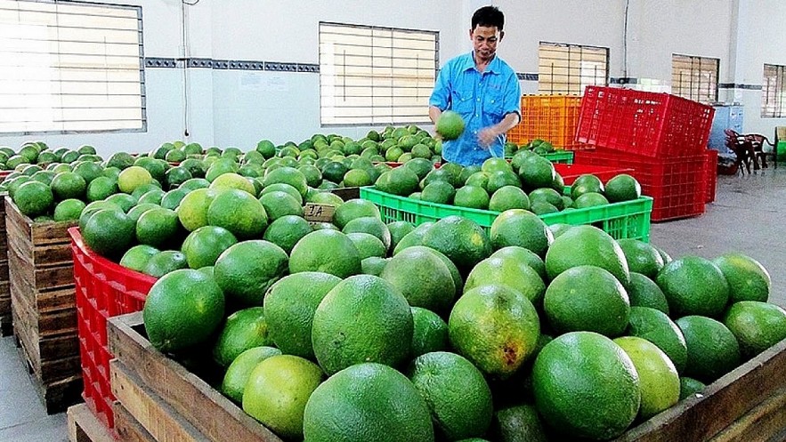 Pomelos are expected to gain entry to the US market in the coming time. Photo: VOV