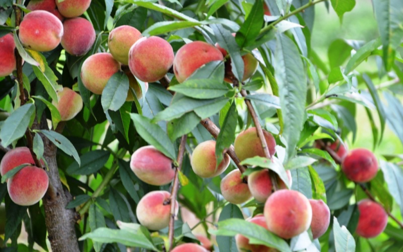 Early ripening peach season on Bac Ha plateau