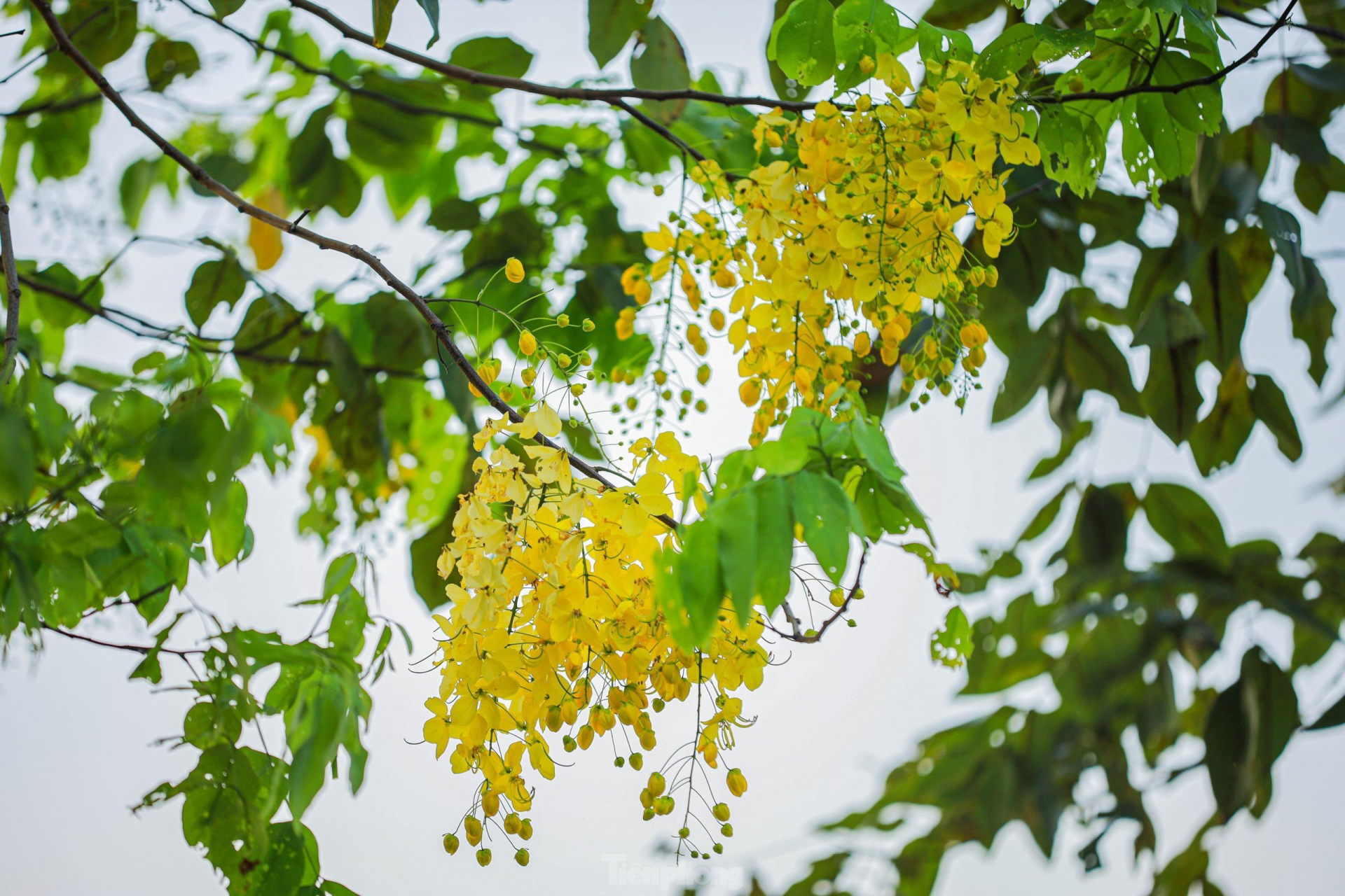 In photo: Golden shower tree around West Lake