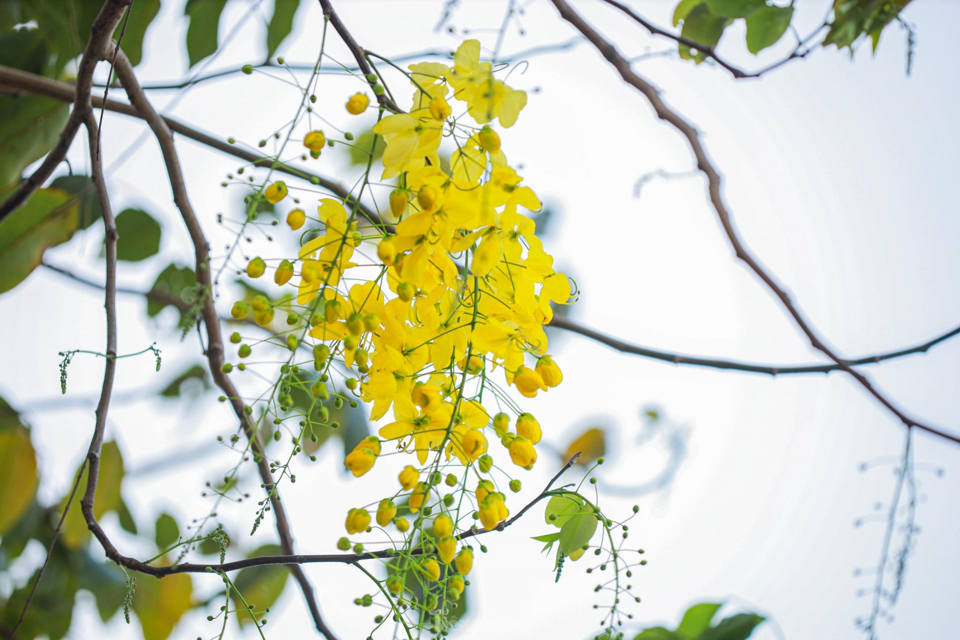 In photo: Golden shower tree around West Lake