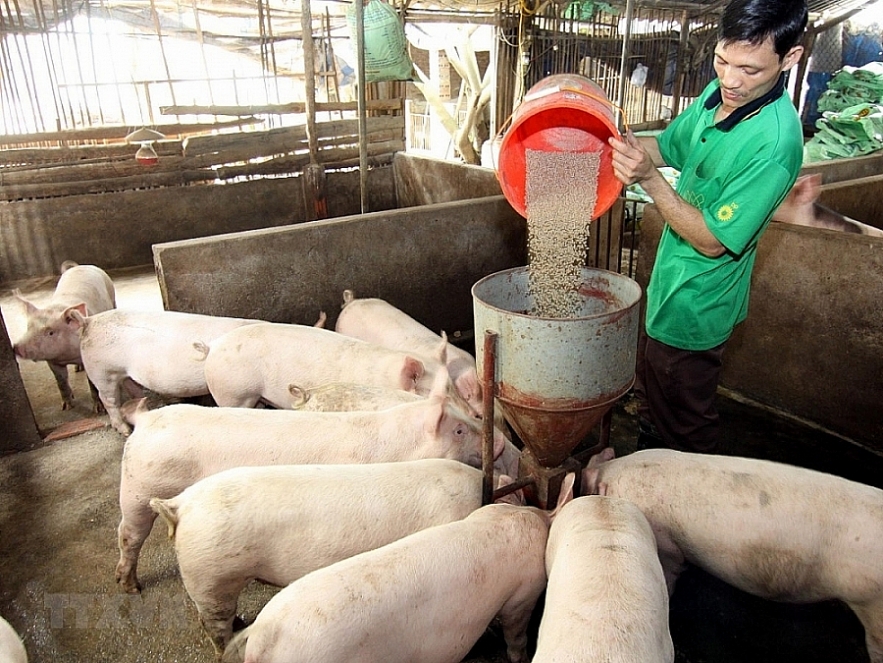 Vietnamese enterprises advised to export pigs to Cambodia