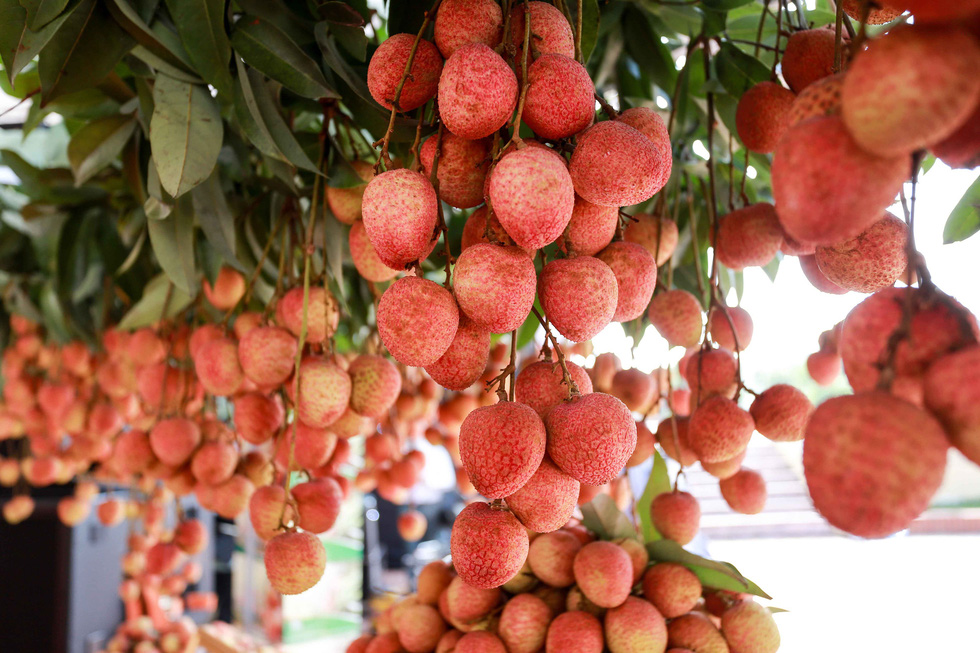 Bac Giang lychees on the way to Japan