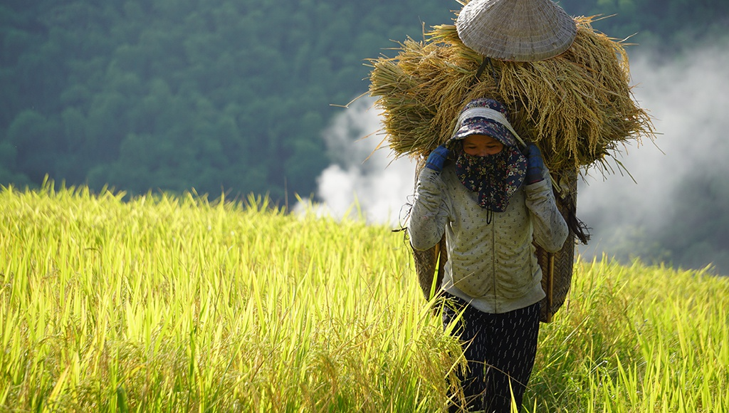 Rice harvest season in Thanh Hoa's terraced fields