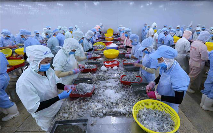 Processing shrimp for export to the EU market. Photo: VNA