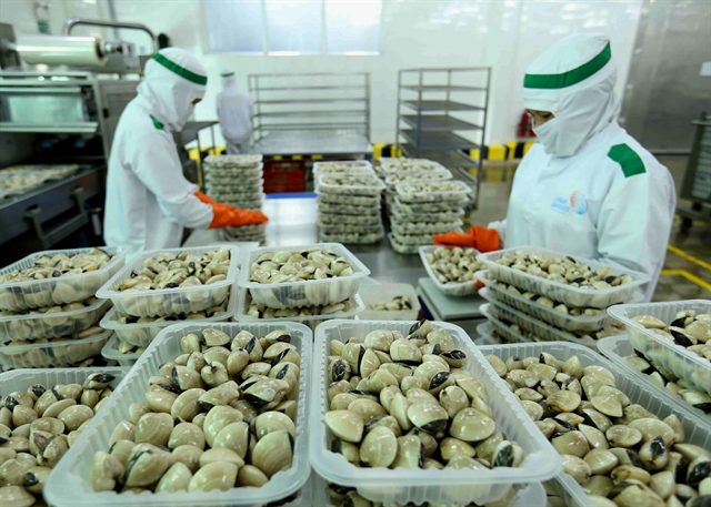 The Lenger Việt Nam Seafood Company has processed clams for the domestic market and export, including to the EU. Photo: VNA