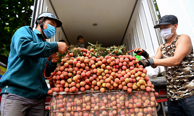 Farmers prepare lychee for distribution in the northern province of Bac Giang. Photo: VnExpress
