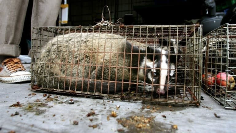animals live for man chinas appetite for wildlife likely to survive virus