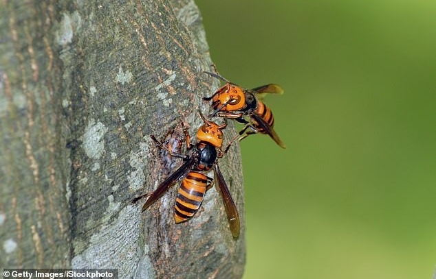 What are ‘murder hornets’?