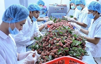 Vietnam’s agricultural exports skyrocket Vietnam’s agricultural exports skyrocket