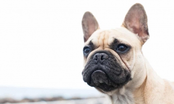 Canada investigates Ukraine flight after 38 puppies dead found on plane canada investigates ukraine flight after 38 puppies dead found on plane