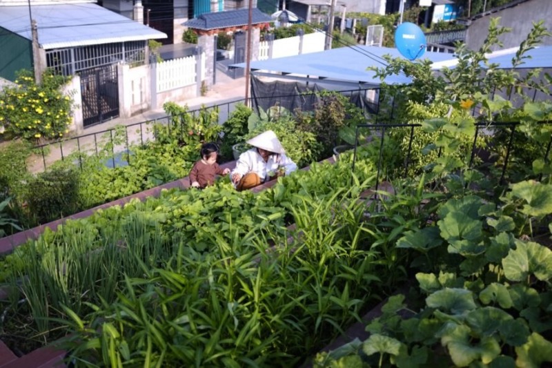a rich vegetable garden grows atop a unique home in vietnam