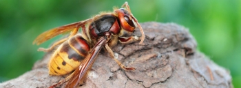 13 must know facts about murder hornets