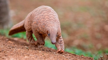 Pangolin officially removed from Chinese traditional medicine list Pangolin officially removed from Chinese traditional medicine list