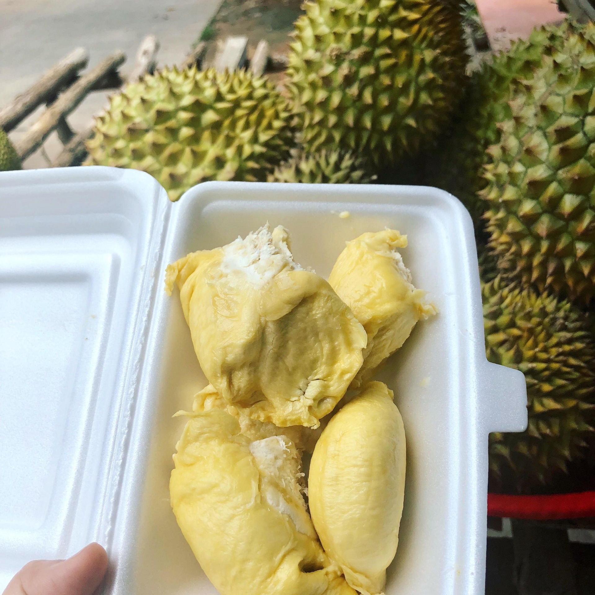 1151 durian visting viet nam